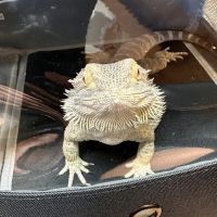 Niles Animal Hospital ico