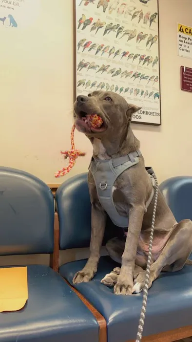 Niles Animal Hospital 12