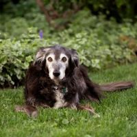 Lincolnwood Animal Hospital ico