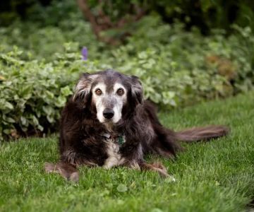 Lincolnwood Animal Hospital
