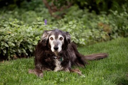 Lincolnwood Animal Hospital