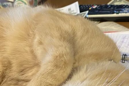 Veterinary Diagnostic Centers