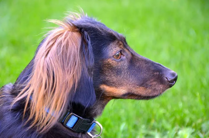 Lavitt Animal Hospital 9
