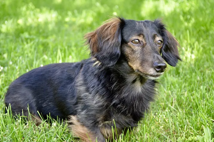 Lavitt Animal Hospital 8