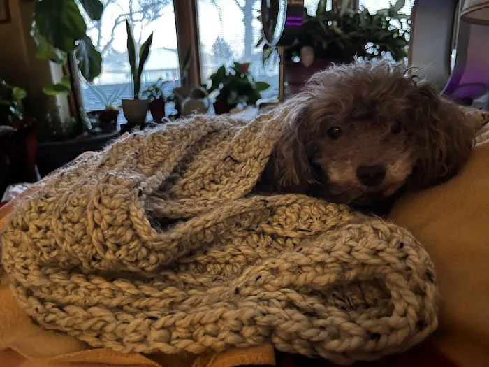 Howard Street Animal Hospital 12