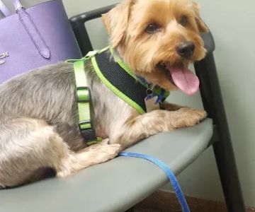 Hyde Park Animal Clinic