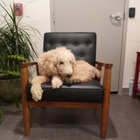 Southwestern Animal Hospital ico