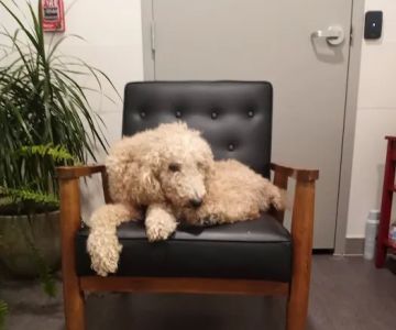 Southwestern Animal Hospital