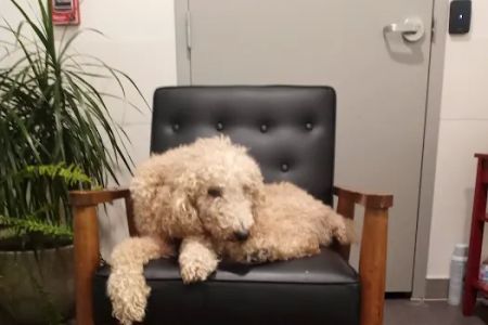 Southwestern Animal Hospital