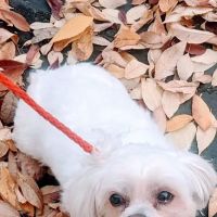 Marquette Animal Hospital ico