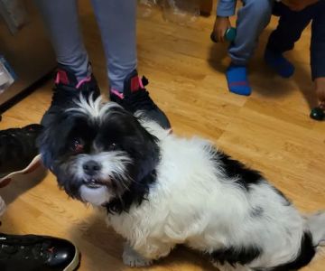 Woodlawn Animal Hospital