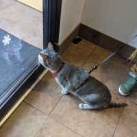 Hyde Park Animal Hospital -Stony Island ico