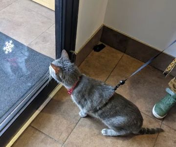Hyde Park Animal Hospital -Stony Island