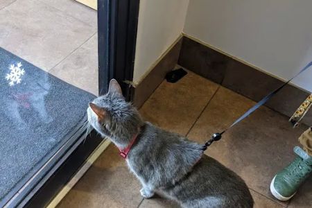 Hyde Park Animal Hospital -Stony Island
