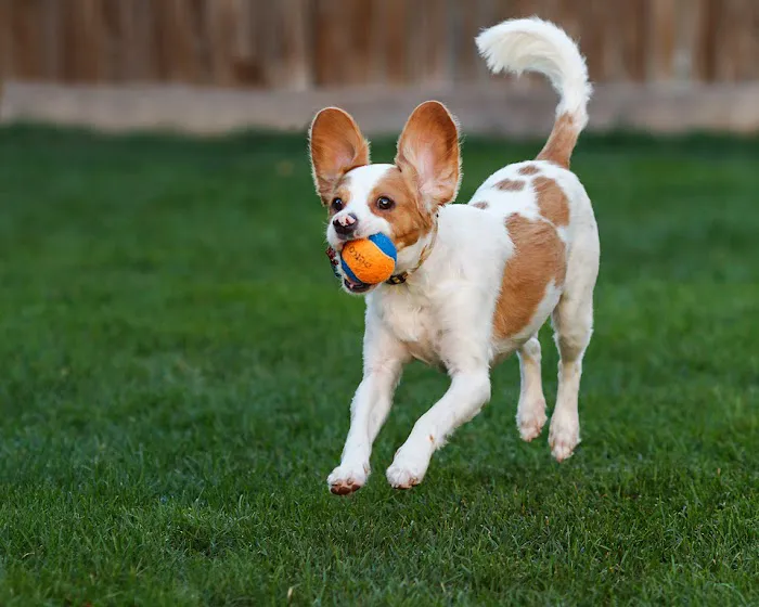 Hyde Park Animal Hospital -Stony Island 5