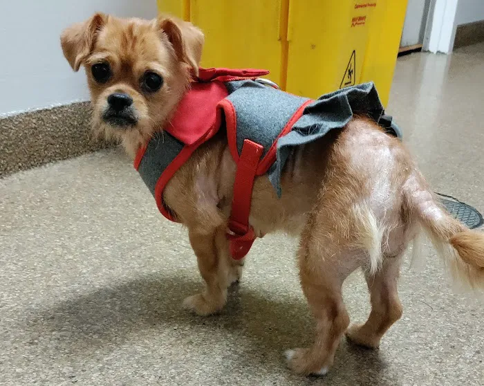 Hyde Park Animal Hospital -Stony Island 6