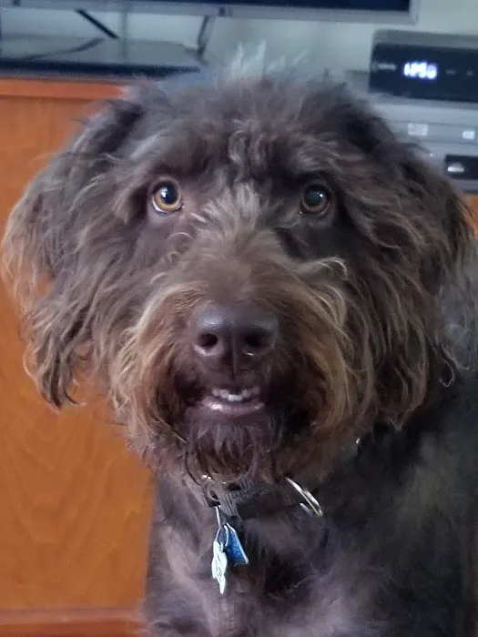 Pulaski Animal Hospital 12