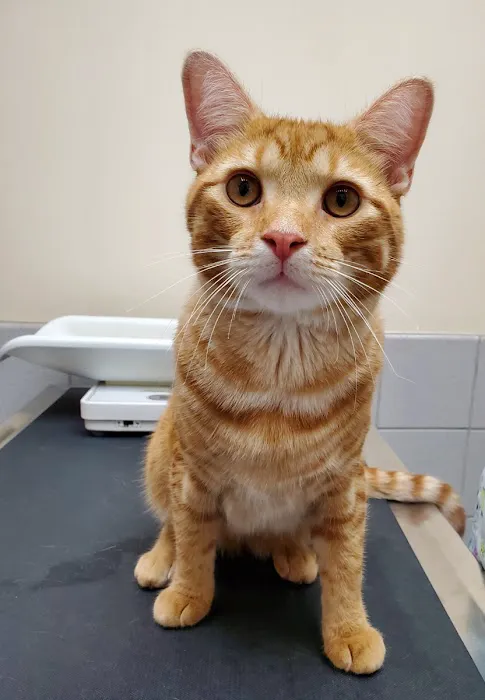 Scottsdale Animal Clinic 12