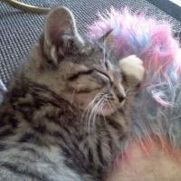 Scottsdale Animal Clinic ico
