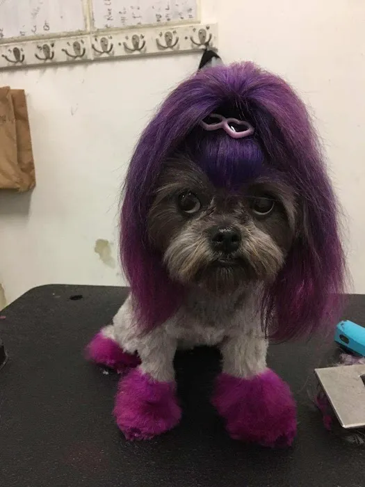 Insight Animal Behavior Services 2
