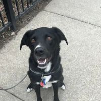 Insight Animal Behavior Services ico