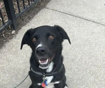Insight Animal Behavior Services