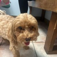 Grand Avenue Animal Hospital ico