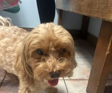 Grand Avenue Animal Hospital