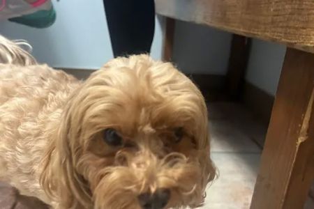 Grand Avenue Animal Hospital