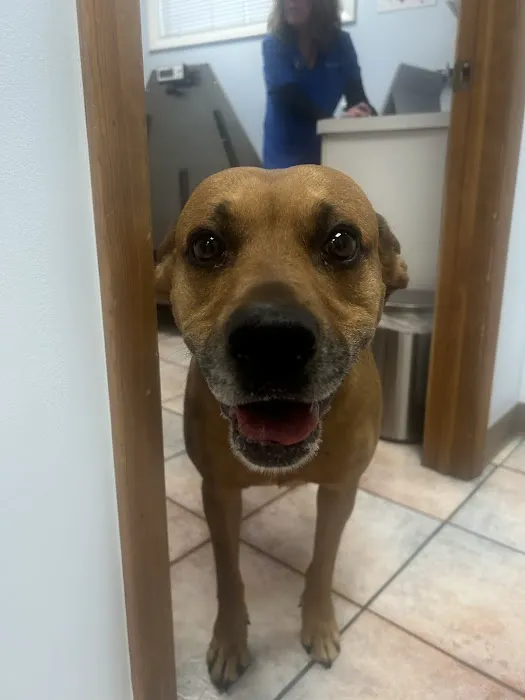 Grand Avenue Animal Hospital 6