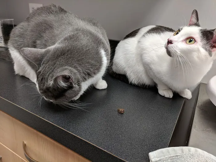 Evanston Animal Hospital 9