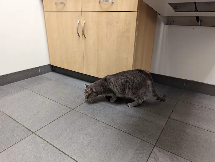 Evanston Animal Hospital 1