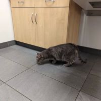 Evanston Animal Hospital ico