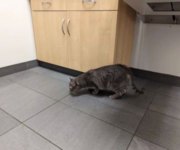 Evanston Animal Hospital