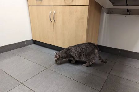 Evanston Animal Hospital