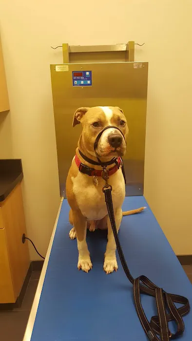 Evanston Animal Hospital 3