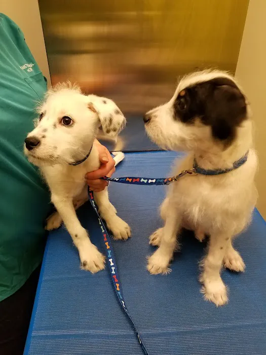Evanston Animal Hospital 5