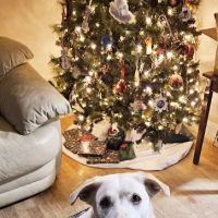 BluePearl Pet Hospital ico
