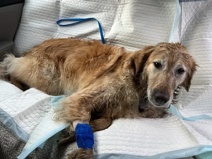 BluePearl Pet Hospital 12