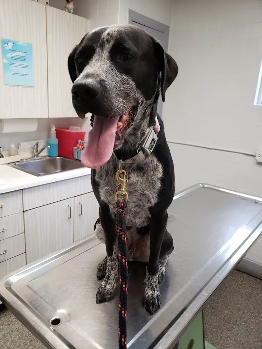 McCormick Animal Hospital 12