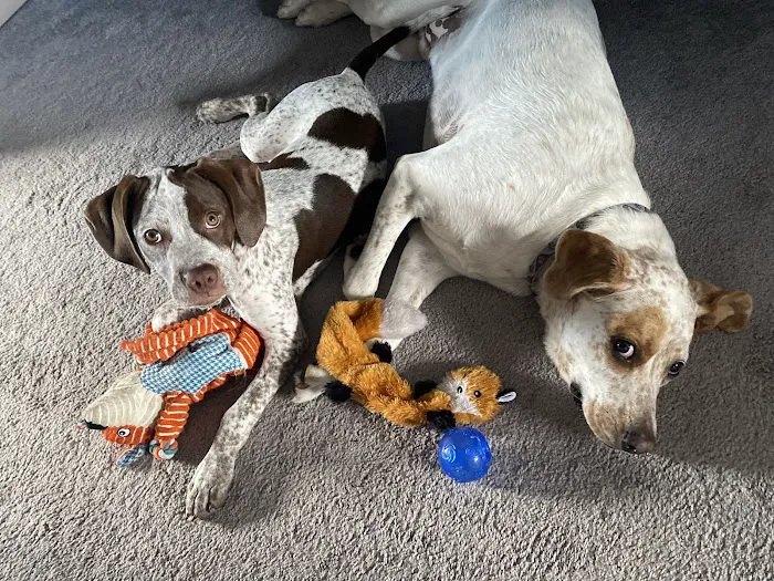 Green Bay Animal Hospital 4