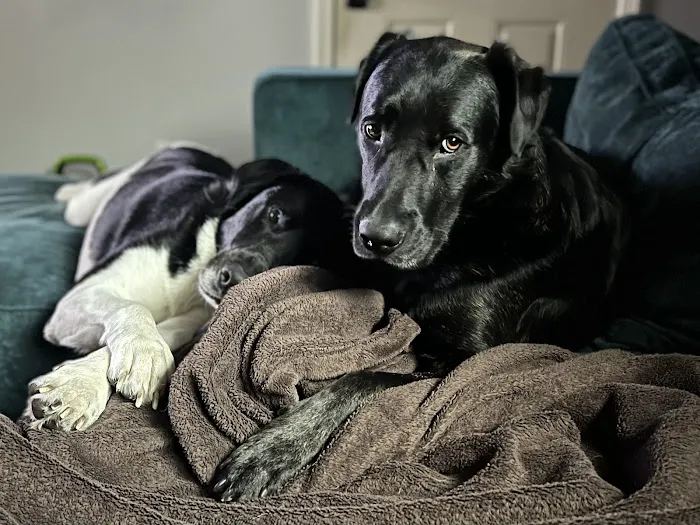 Green Bay Animal Hospital 2