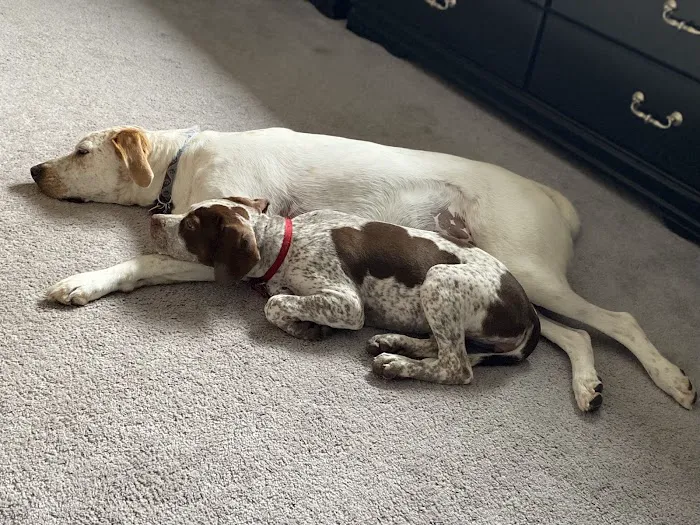 Green Bay Animal Hospital 9