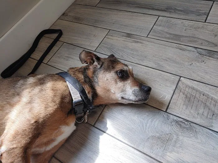Summit Animal Hospital 12