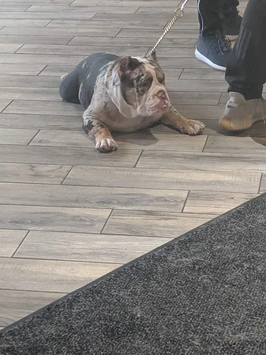 Summit Animal Hospital 12