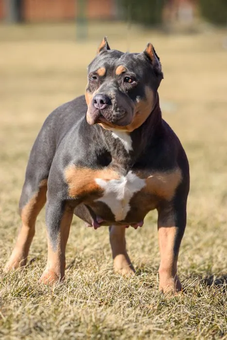 Summit Animal Hospital 12