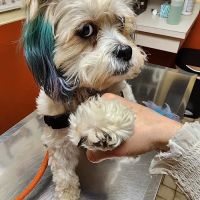 Argo Animal Clinic ico