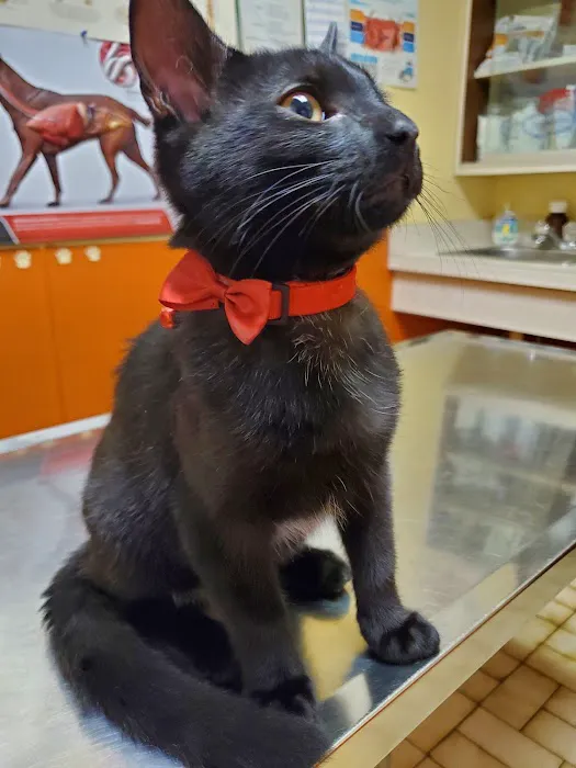 Argo Animal Clinic 12