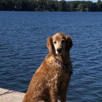 Fox Animal Hospital ico
