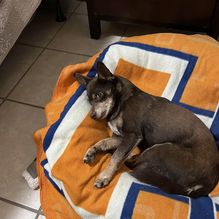 Animal Medical Center 5